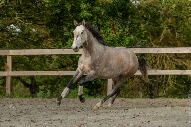 Mare Lusitano For sale 2020 Grey