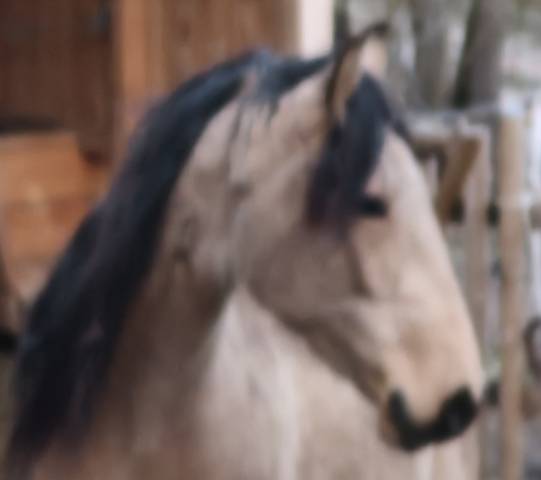 Mare Lusitano For sale 2020 Buckskin