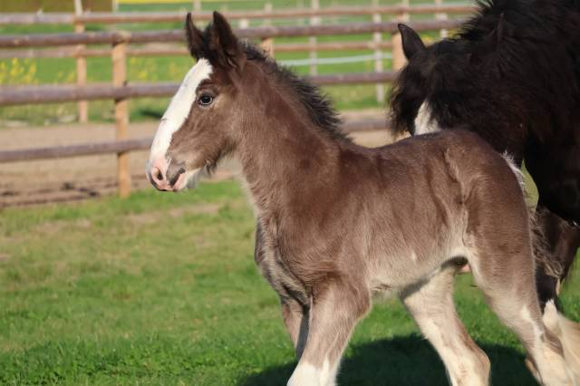 Filly Shire For sale 2026 Black