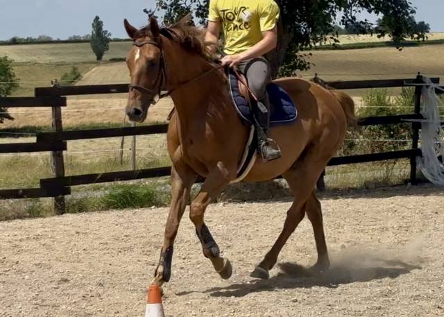 Gelding AQPS For sale 2018 Chesnut