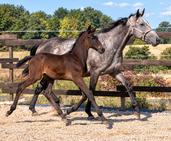 Mare English Thoroughbred For sale 2020 Grey