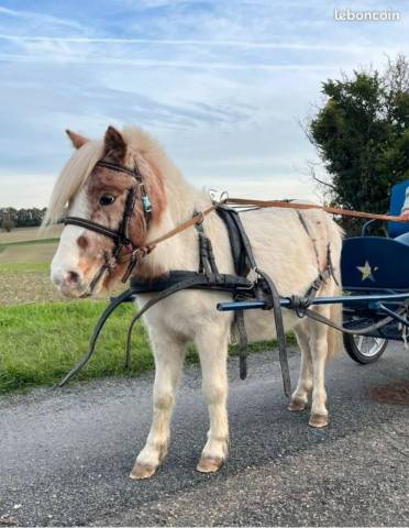 Gelding Shetland Pony For sale 2023 Coloured