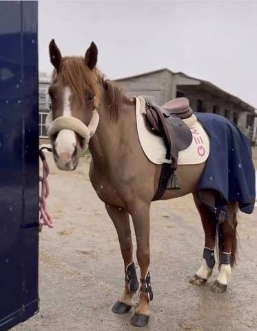 Mare Welsh Pony (Section D), Welsh Cob For sale 2021 Liver chestnut