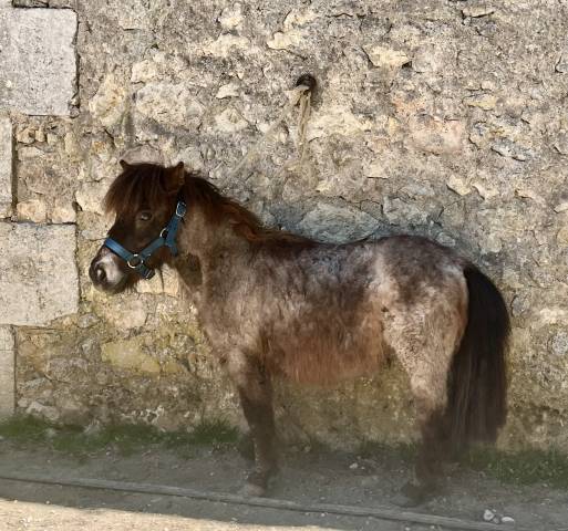 Gelding Shetland Pony For sale 2024 Red roan