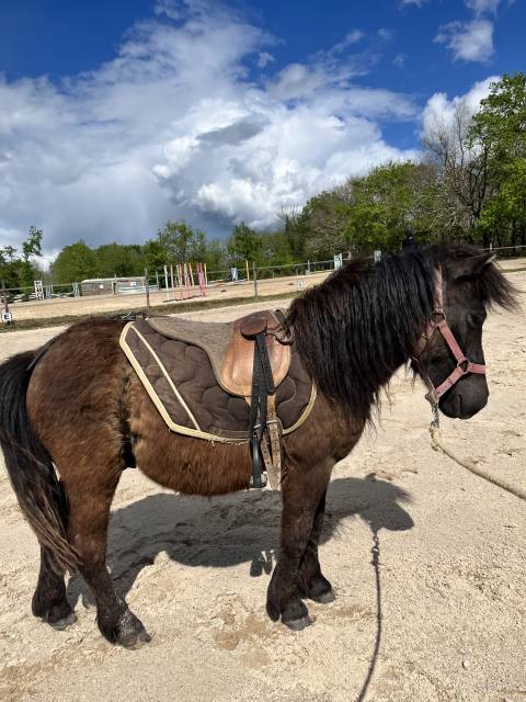 Gelding Shetland Pony For sale 2024 Bay
