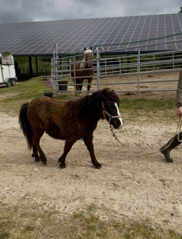 Filly Shetland Pony For sale 2025 Bay