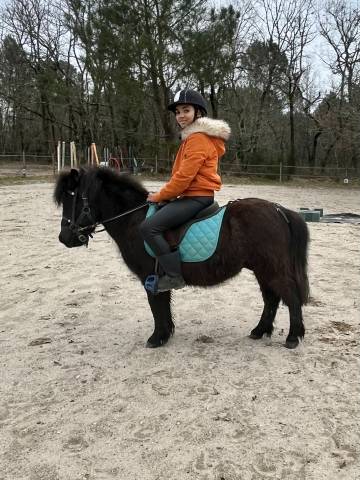 Gelding Shetland Pony For sale 2022 Bay