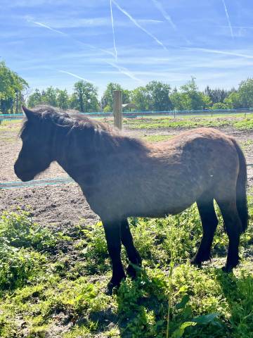 Filly Origin Recorded For sale 2023 Bay