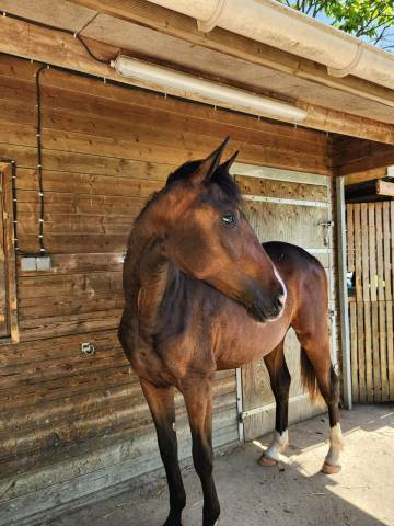 Mare Oldenburg For sale 2024 Dark Bay