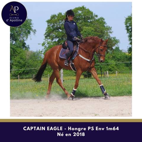 Gelding Thoroughbred For sale 2018 Chesnut