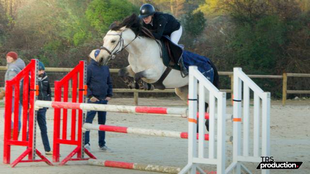 Mare Connemara For sale 2018 Buckskin