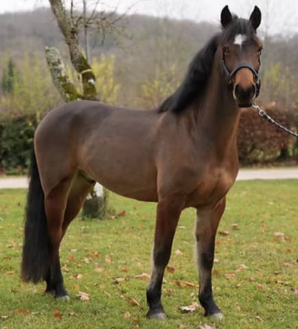 Gelding Connemara For sale 2020 Bay