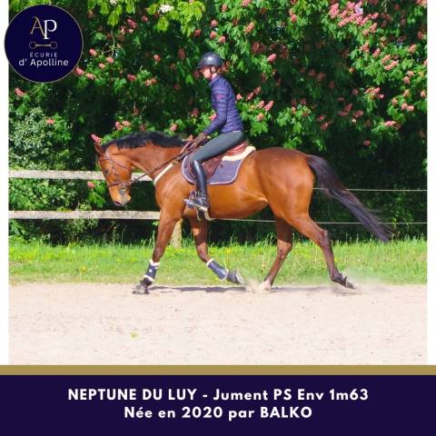 Mare Thoroughbred For sale 2020 Bay