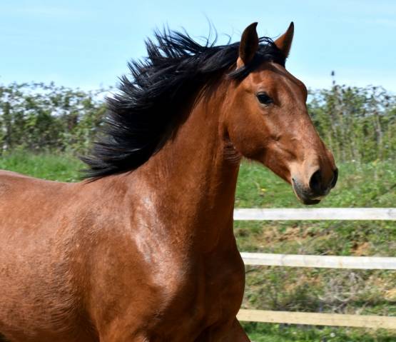 Gelding PRE Pure Spanish Bred For sale 2024 Bay