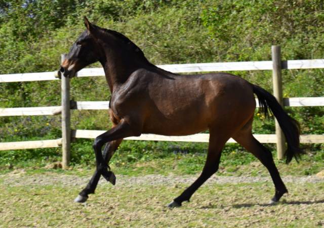 Filly PRE Pure Spanish Bred For sale 2024 Dark Bay