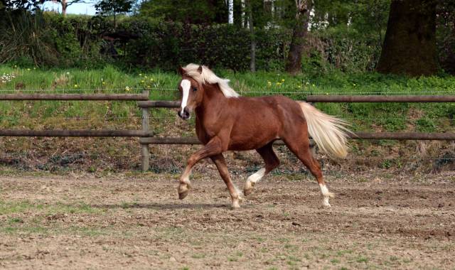 Gelding Welsh Pony (Section B) For sale 2024 Silver dapple
