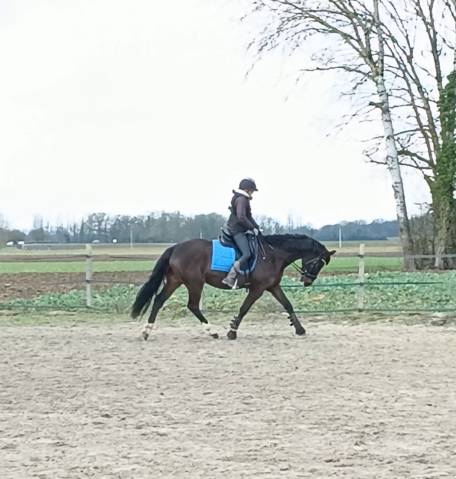 Gelding French Saddle Pony For sale 2019 Dark Bay