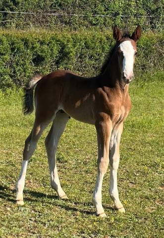 Colt Selle Fran&ccedil;ais For sale 2026 Bay