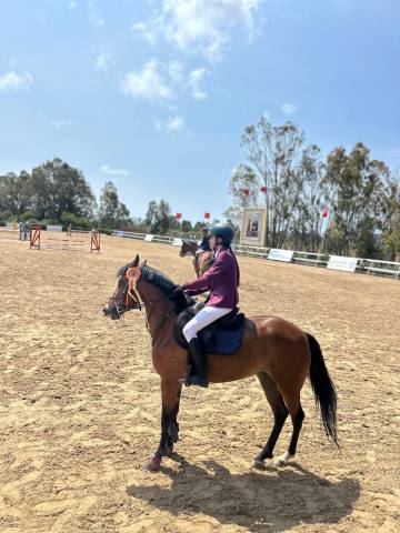 Mare Other Pony Breed For sale 2020 Bay