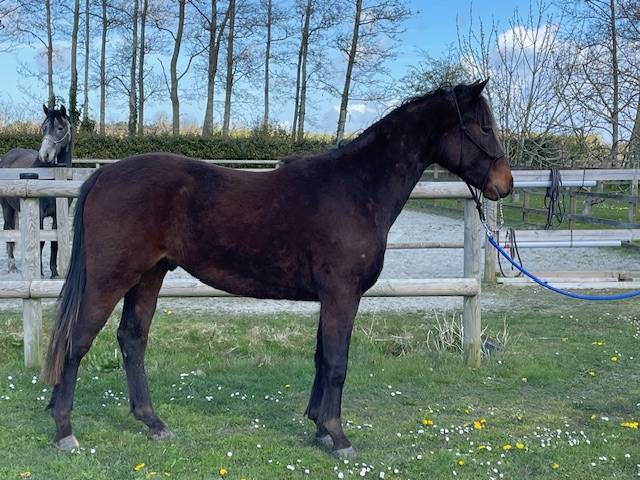 Gelding Connemara For sale 2024 Bay