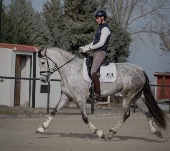 Mare CDE Caballo Deporte Espanol For sale 2021 Grey
