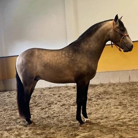 Entire PRE Pure Spanish Bred For sale 2022 Bay