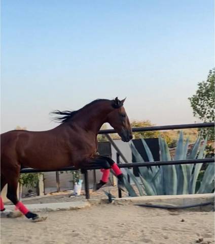 Entire PRE Pure Spanish Bred For sale 2018 Bay