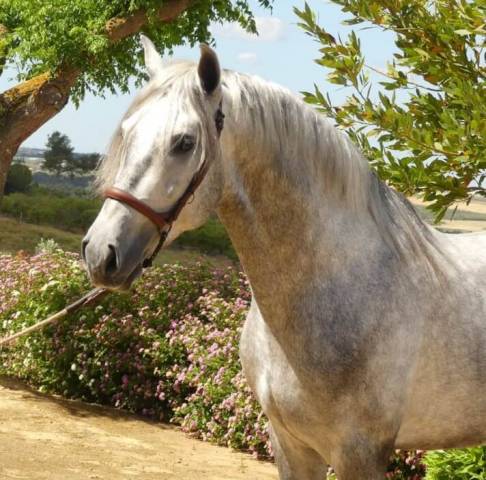 Entire PRE Pure Spanish Bred For sale 2020 Grey