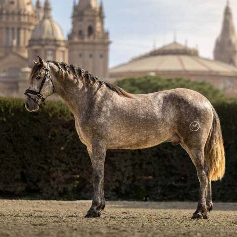 Entire PRE Pure Spanish Bred For sale 2022 Grey