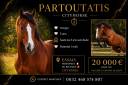 Gelding sBs Belgian Warmblood For sale 2021 Bay