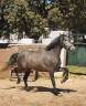 Gelding PRE Pure Spanish Bred For sale 2022 Grey