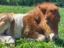 Colt Shetland Pony For sale 2026 Coloured
