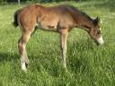 Filly Paint For sale 2026 Bay