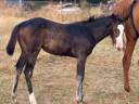 Filly Paint For sale 2026 Bay