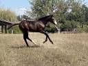 Filly Paint For sale 2026 Bay