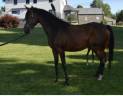 Mare Arabian Thoroughbred For sale 2020 Bay