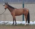 Gelding sBs Belgian Warmblood For sale 2020 Chesnut