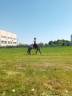 Gelding Connemara For sale 2020 Grey