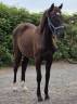 Filly Origin Recorded For sale 2025 Dark Bay