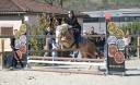 Gelding French Saddle Pony For sale 2020 Coloured
