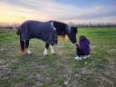 Mare No Origin Recorded For sale 2001 Coloured