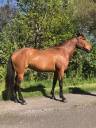 Mare Lusitano For sale 2014 Bay