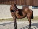 Mare PRE Pure Spanish Bred For sale 2024 Bay