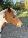 Filly French Saddle Pony For sale 2025 Coloured
