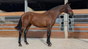 Mare PRE Pure Spanish Bred For sale 2023 Bay
