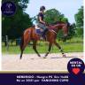 Gelding Thoroughbred For sale 2021 Bay