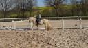 Gelding Gypsy Cob For sale 2017 Palomino