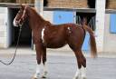 Gelding Selle Fran&ccedil;ais For sale 2024 Chesnut