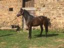 Gelding Belgian Riding Pony For sale 2022 Dark Bay
