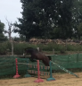Gelding Belgian Riding Pony For sale 2022 Dark Bay